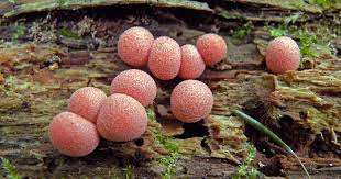 Attēlu rezultāti vaicājumam “Lycogala sp.”