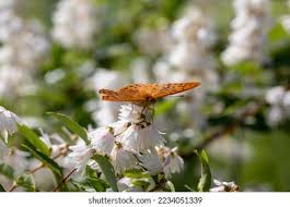 Attēlu rezultāti vaicājumam “Boloria aquilonaris underside”