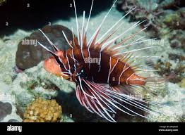 Image result for Pterois radiata