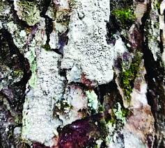 Attēlu rezultāti vaicājumam “Thelotrema lepadinum”