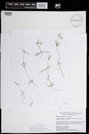 Attēlu rezultāti vaicājumam “Chara contraria”