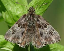 Attēlu rezultāti vaicājumam “Carcharodus floccifera”