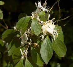 Attēlu rezultāti vaicājumam “Lonicera xylosteum flower”