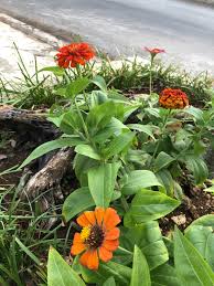 Image result for Zinnia elegans