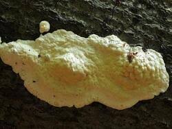 Attēlu rezultāti vaicājumam “Gloeoporus pannocinctus”