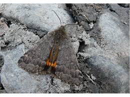 Attēlu rezultāti vaicājumam “Boudinotiana notha”