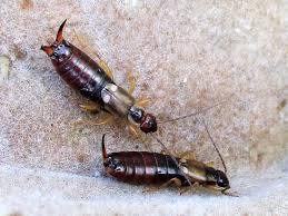 Attēlu rezultāti vaicājumam “Forficula auricularia”