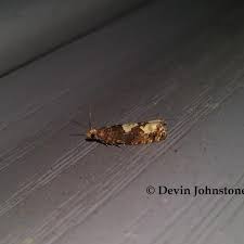 Attēlu rezultāti vaicājumam “Epinotia trigonella”