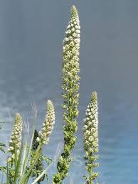 Image result for Reseda luteola
