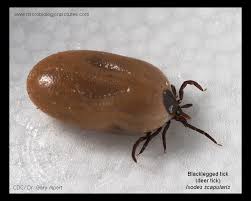 Attēlu rezultāti vaicājumam “Ixodes female”