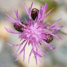 Attēlu rezultāti vaicājumam “Centaurea stoebe”