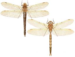 Attēlu rezultāti vaicājumam “Aeshna grandis”