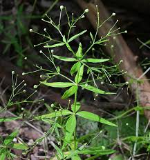 Attēlu rezultāti vaicājumam “Galium elongatum”