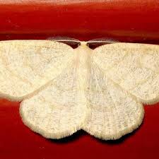 Attēlu rezultāti vaicājumam “Cabera exanthemata”