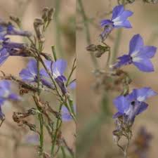 Attēlu rezultāti vaicājumam “Lobeliaceae”