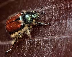 Attēlu rezultāti vaicājumam “Phyllopertha horticola”