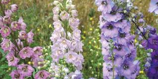 Attēlu rezultāti vaicājumam “Delphinium elatum  bud”
