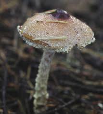 Attēlu rezultāti vaicājumam “Lepiota clypeolaria”