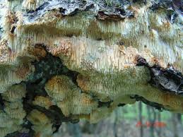 Attēlu rezultāti vaicājumam “Sarcodontia crocea”