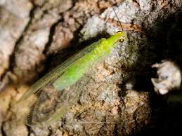 Attēlu rezultāti vaicājumam “Chrysopidae eggs”