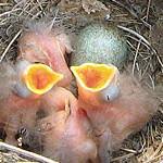 Attēlu rezultāti vaicājumam “Proutia betulina”