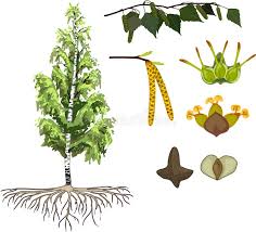 Attēlu rezultāti vaicājumam “Betula humilis female flower”