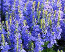 Attēlu rezultāti vaicājumam “Veronica austriaca subsp. teucrium leaf”