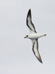Image result for Pterodroma hasitata
