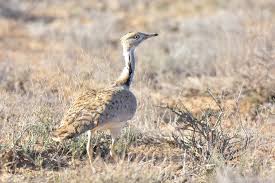 Image result for Chlamydotis macqueenii