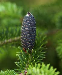 Attēlu rezultāti vaicājumam “Abies balsamea”