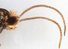 Attēlu rezultāti vaicājumam “Incurvaria praelatella”