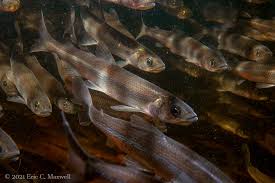 Image result for Osmerus mordax