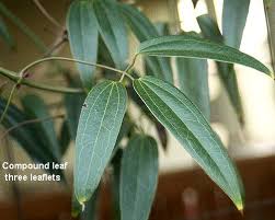 Attēlu rezultāti vaicājumam “Clematis leaf”