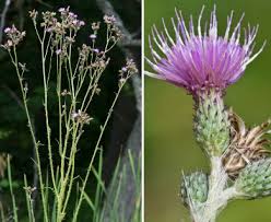 Attēlu rezultāti vaicājumam “Cirsium palustre flower”