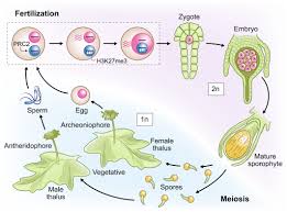 Image result for Marchantia polymorpha