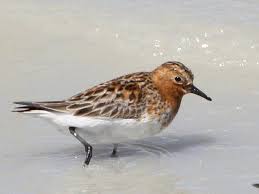 Image result for Calidris ruficollis