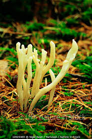 Attēlu rezultāti vaicājumam “Clavulina rugosa”