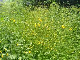 Attēlu rezultāti vaicājumam “Lapsana communis fruit”