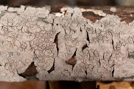 Attēlu rezultāti vaicājumam “Peniophora laurentii”