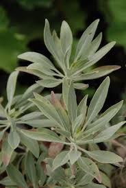 Image result for Salbei