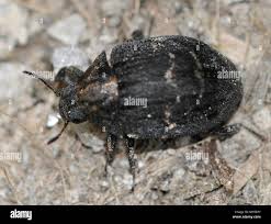 Attēlu rezultāti vaicājumam “Byrrhidae”