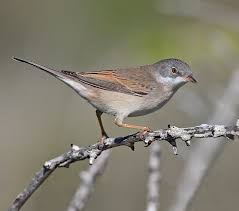 Image result for Sylvia sarda