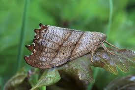 Attēlu rezultāti vaicājumam “Falcaria lacertinaria”