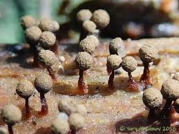 Attēlu rezultāti vaicājumam “Cribraria macrocarpa”