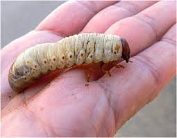 Attēlu rezultāti vaicājumam “Oryctes nasicornis larva”