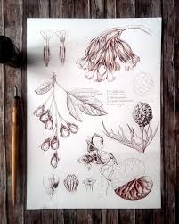 Attēlu rezultāti vaicājumam “Primula veris fruit”