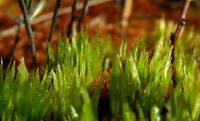 Attēlu rezultāti vaicājumam “Dicranum bergeri”