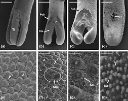 Attēlu rezultāti vaicājumam “Nematomorpha”