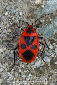 Attēlu rezultāti vaicājumam “Pyrrhocoris apterus”