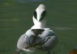 Attēlu rezultāti vaicājumam “Mergus albellus”